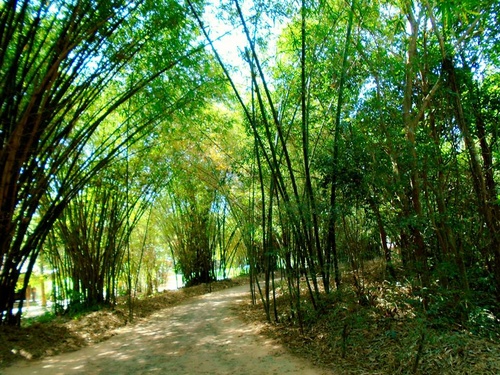 Thăm địa đạo Củ Chi